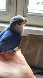 Inseparabile allevato a mano pappagallo