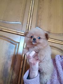 Pomapoo