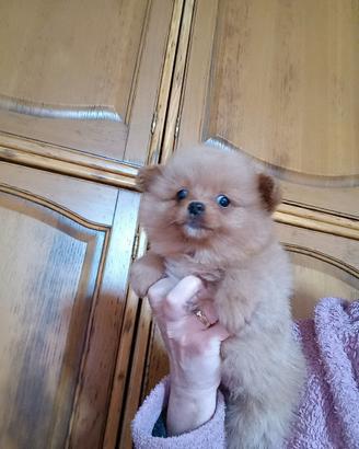 Pomapoo
