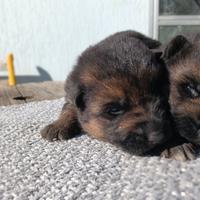 Cuccioli di pastore tedesco