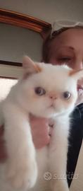 Exotic shorthair
