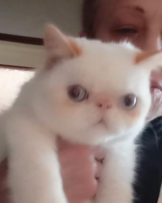Exotic shorthair