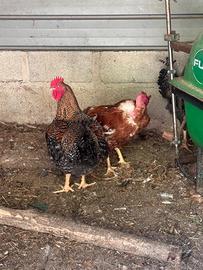Pollo casareccio