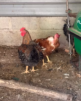Pollo casareccio