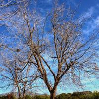 alberi di noce