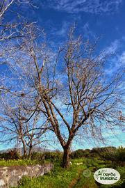 alberi di noce