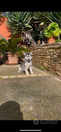 Siberian husky