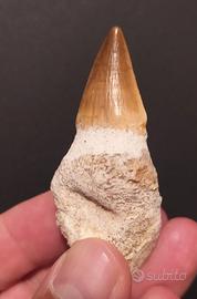 Dente Dinosauro di Mosasauro su matrice