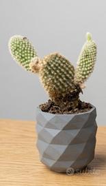 Vaso per pianta succulenta