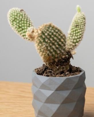 Vaso per pianta succulenta