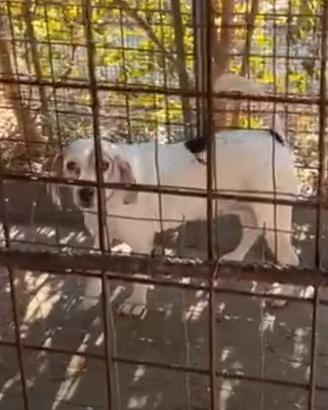 Beagle