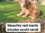 Immagine 3