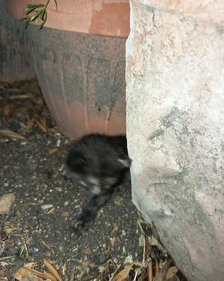 gattini piccolissimi 15/2 giorni di vita
