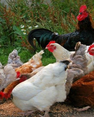 Galli Galline pulcinotti pulcini