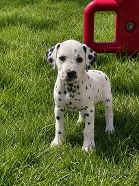 Dalmata con pedigree ENCI