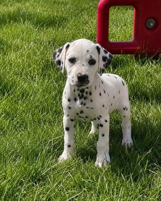 Dalmata con pedigree ENCI