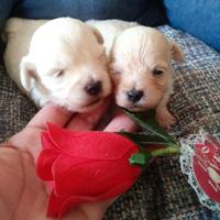 Cuccioli Maltipoo adorabili