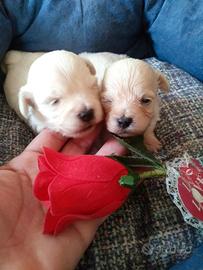 Cuccioli Maltipoo adorabili