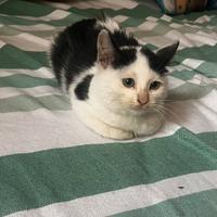 Cucciolo di 3 mesi circa