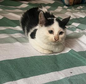 Cucciolo di 3 mesi circa