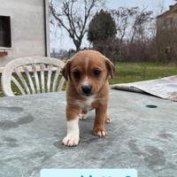 Cuccioli meticci