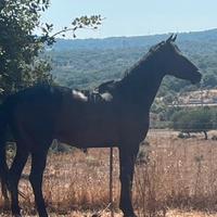 Cavalla psi 4 anni