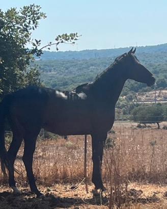 Cavalla psi 4 anni