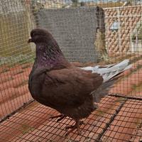 Colombo mondano( novello)