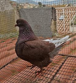 Colombo mondano( novello)