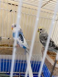 Disponibili giovani cocorite