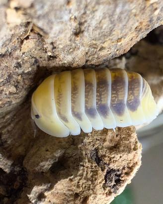 Isopodi sp. Cubaris Jupiter