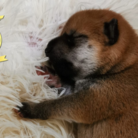 Cuccioli di shiba con pedigree disponibili