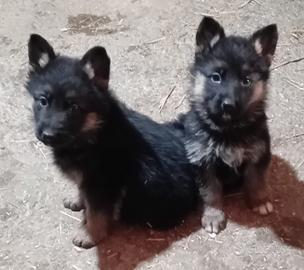 Cuccioli di pastore tedesco