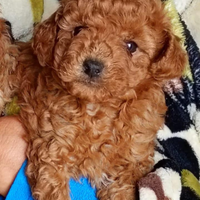 Barboncini nani e Toy rossi e albicocca