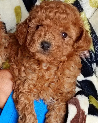 Barboncini nani e Toy rossi e albicocca