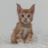 Maine Coon maschio - Odin