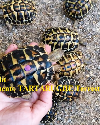 TARTARUGHE - T. H. Hermanni (Tutta ITALIA)