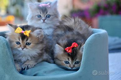 Splendide cucciole