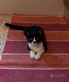 Regalasi gattina