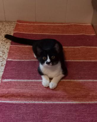 Regalasi gattina
