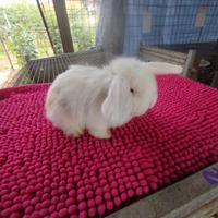 Coniglietto ariete nano