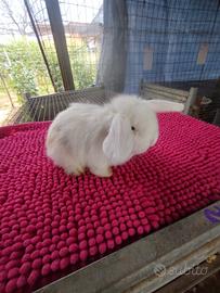 Coniglietto ariete nano