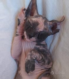 Gattini don sphynx vari colori