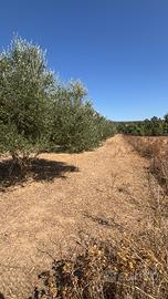 Olivetto
