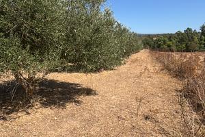 Olivetto