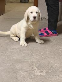 Cucciolo di Asia Centrale