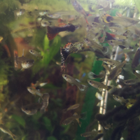 Femmine guppy e avanoti