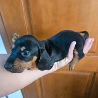 Bassotto nero focato