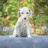 Cucciola di Dalmata in pronta consegna