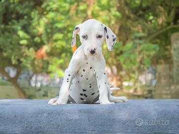 Cucciola di Dalmata in pronta consegna